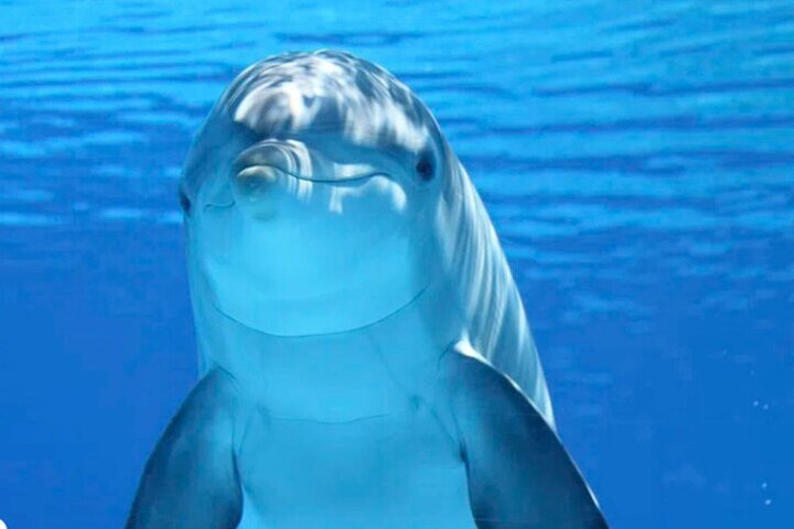 Tiki Pub Amazing Dolphin Eco Adventure - Photo 1 of 12